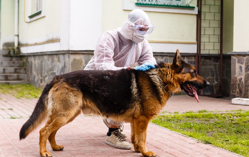 Studiu: două noi coronavirusuri pot infecta oamenii, unul de la câini și altul de la porci