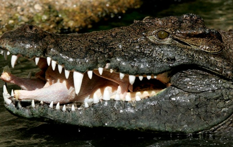A fost înghiţit de crocodil 