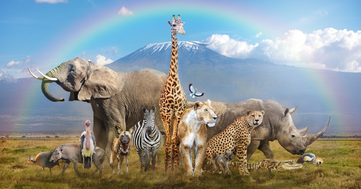 Animale exotice din lume