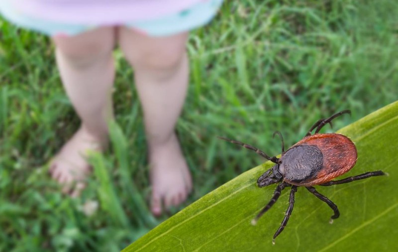 Începe sezonul de țânțari și căpușe în România. Ce boli pot transmite insectele și cum te protejezi