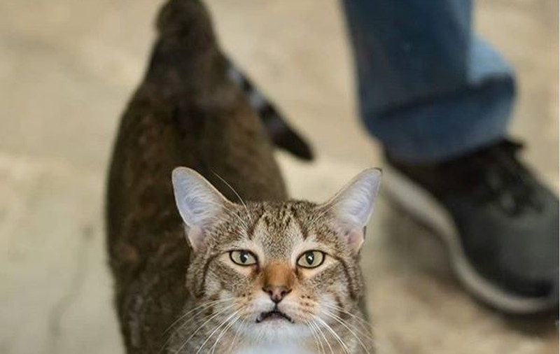 Un motan salvat de pe stradă și dus la un adăpost de animale a devenit vedetă pe internet. Ce făcea felina în timpul nopții