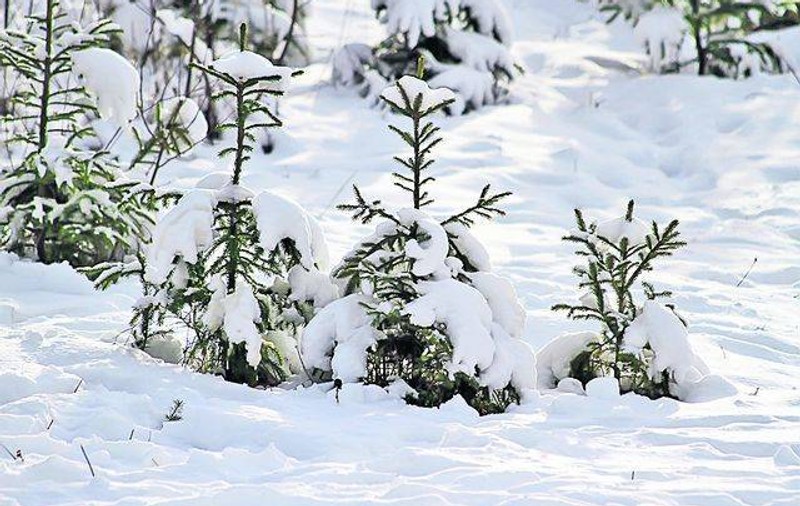 PROGNOZA METEO: Vreme GEROASĂ în prima săptămână din 2013