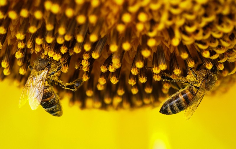 România continuă să folosească pesticide interzise, care ucid albinele, ignorând legislația UE. „Sunt foarte dăunătoare și provoacă dereglări ale sistemului nervos”