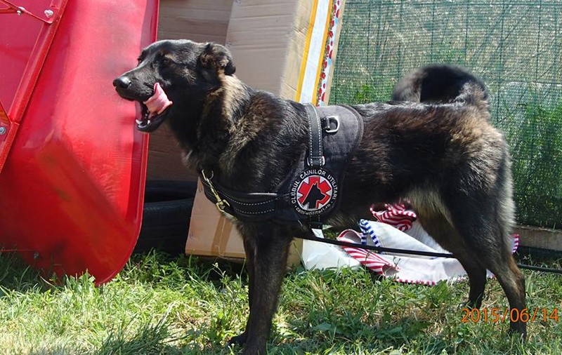 EXCLUSIV. Terapia Asistată prin Animale a ajuns și în penitenciare: Deținuții vor fi ”reabilitați” cu ajutorul câinilor