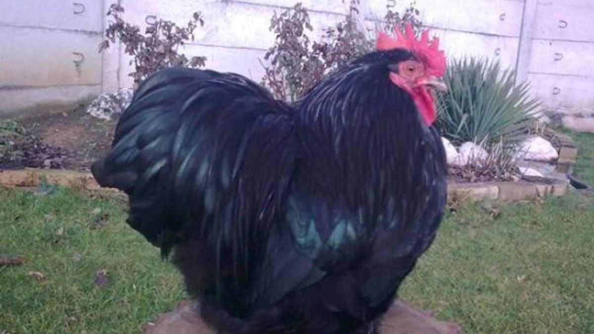 Arhiva foto