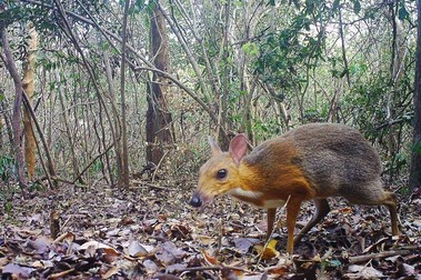 Vietnamul ar fi interzis comerțul cu animale sălbatice