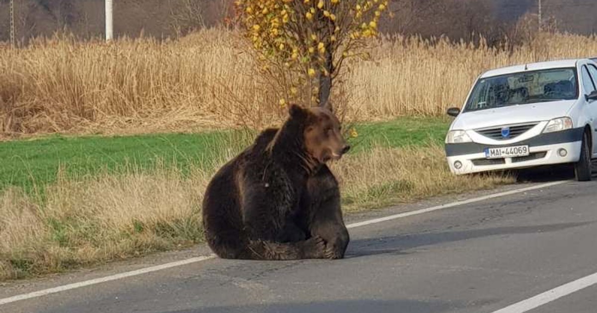 Un urs lovit de o mașină agonizează pe șosea de sâmbătă seara. Jandarmii păzesc zona, iar medicul veterinar nu avea tranchilizante