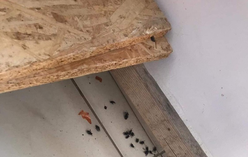 După ce au apărut imagini cu condițiile inumane de la centrul de carantină din Calafat, oamenii au fost mutați. Explicațiile primarului: ”Consilierii n-au fost de acord să-i ducem la hotelul lui Gică Popescu”