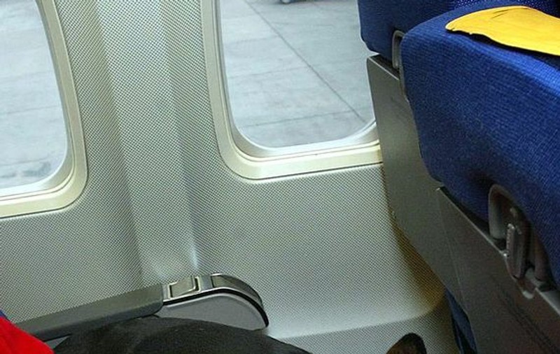 A plătit 32.000$ ca să-şi ia căţelul în avion, la clasa business