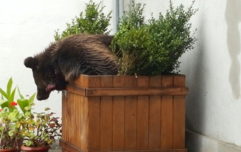 Ursul împușcat la Sibiu a fost la un pas de a ataca o femeie