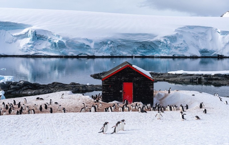 O cabană din lemn de culoare închisă, cu o ușă roșie, amplasată pe un țărm înzăpezit din Antarctica, unde se află o colonie numeroasă de pinguini, pe fundalul apelor înghețate și al unui ghețar masiv.