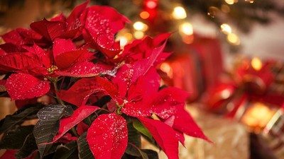 Cum îngrijești Crăciunița