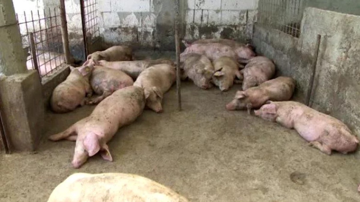 Porci într-o fermă