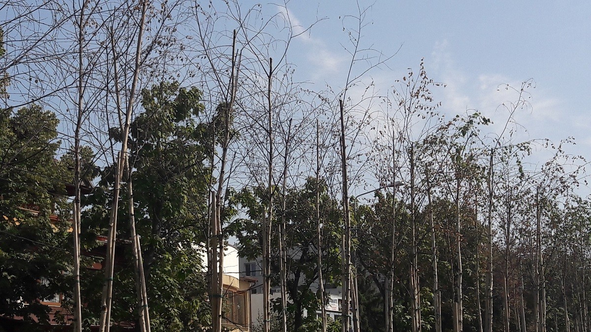Arhiva foto