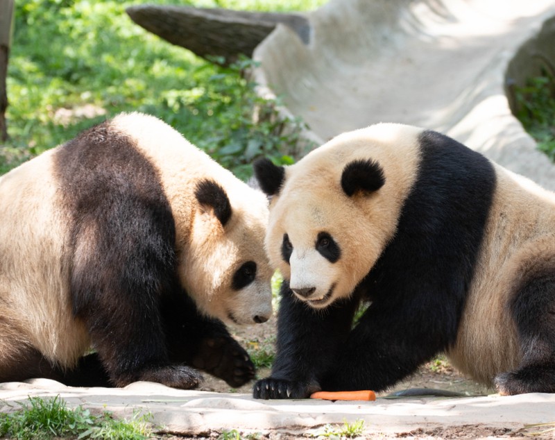 Cei doi urși panda Ping Ping și Fu Shuang, oferiți de Xi Jinping lui Donald Trump
