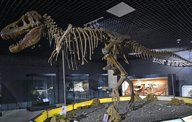 Trafic cu schelete de dinozauri descoperit de vameși. Franța restituie Mongoliei un tarbosaurus baatar, o rudă apropiată a temutului T-Rex