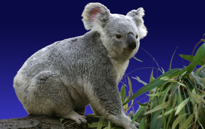 Un koala a oprit o finală de fotbal din Australia | VIDEO