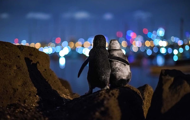 O fotografie cu doi pinguini văduvi care par să se îmbrățișeze, desemnată imaginea anului