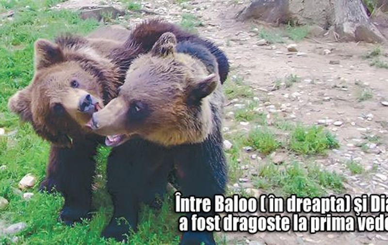 Baloo s-a îndrăgostit