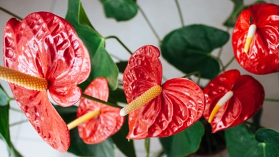 Beautiful anthurium flowers.