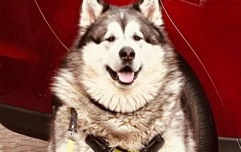 Amy a vrut să își ia un cățel pufos și adorabil, dar s-a ales cu un animal de aproape 100 de kilograme: „Nu-l poți muta”