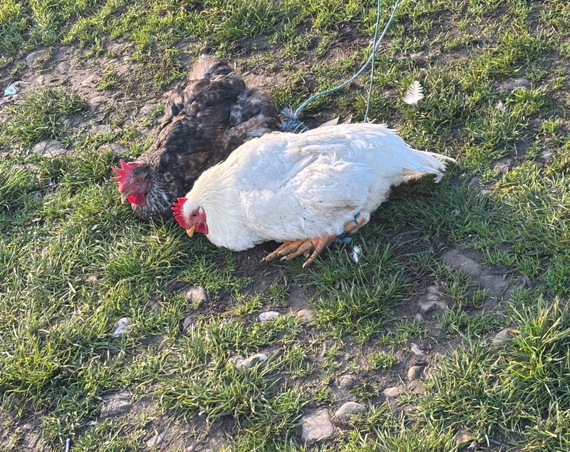 „N-am porc din cauza scroafelor de la București! Georgescu o să le dea cu râtul în noroi” - supărarea din Corbii Mari, Voluntari și Smeeni că porcii sunt interziși, de Crăciun, la vânzare în târgurile săptămânale