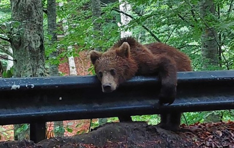 Un urs care dormea pe un parapet în Harghita, trezit de jandarmi și trimis înapoi în pădure