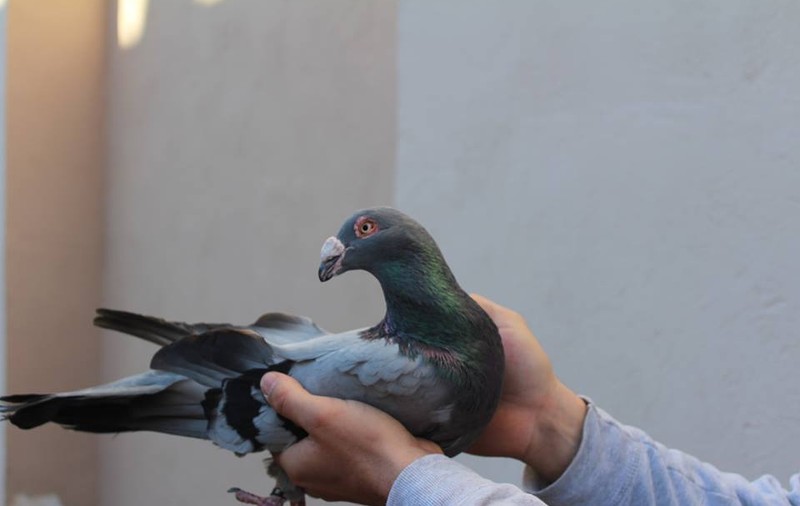 A căzut de la etajul 4 încercând să dea de mâncare porumbeilor