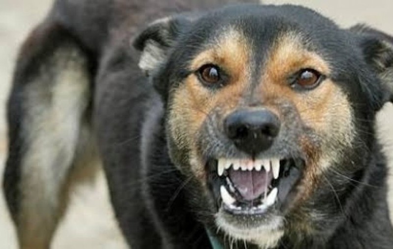 O bătrână din Iași a fost mușcată de sâni de câinele vecinului. Animalul a trântit-o la pământ