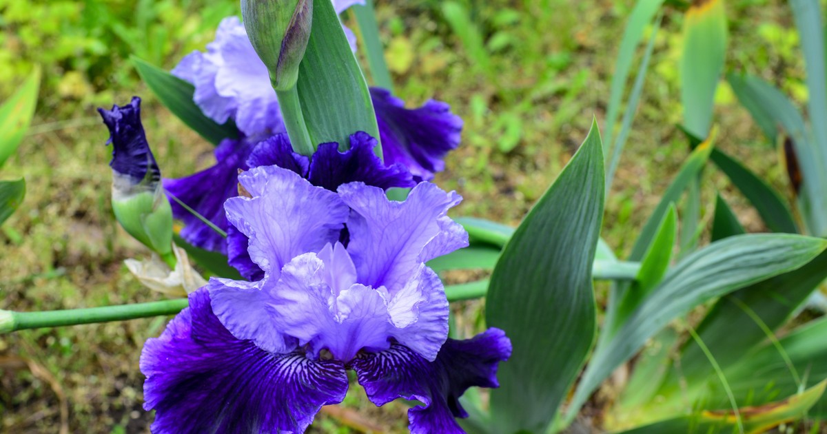 Iris plantare și îngrijire