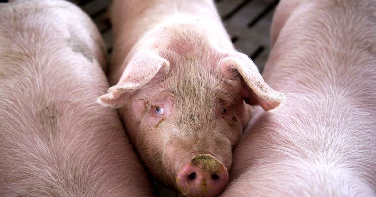 Două noi cazuri de pestă porcină africană în Bulgaria