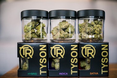 Muguri de cannabis produși pe plantația lui Mike Tyson (Facebook/ Mike Tyson)