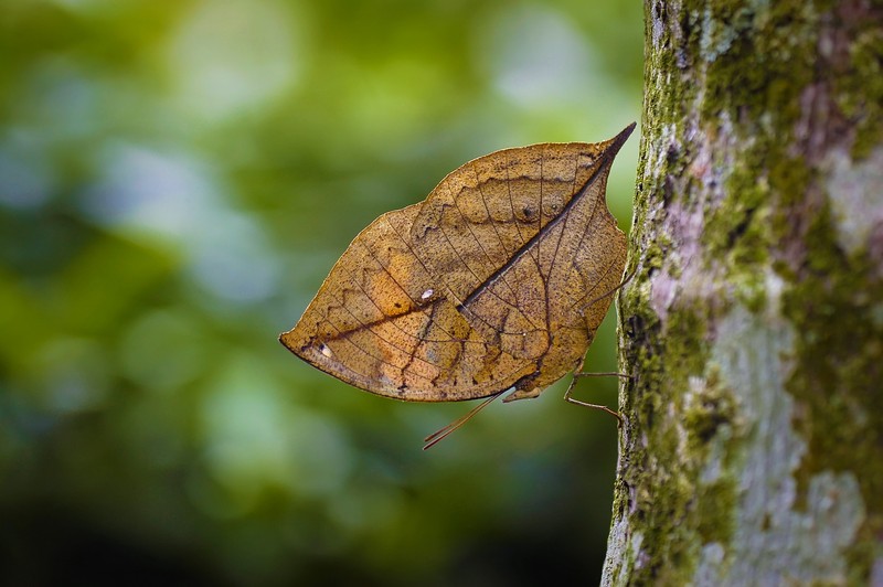 Insecte care se camufleaza - fluturii de frunze