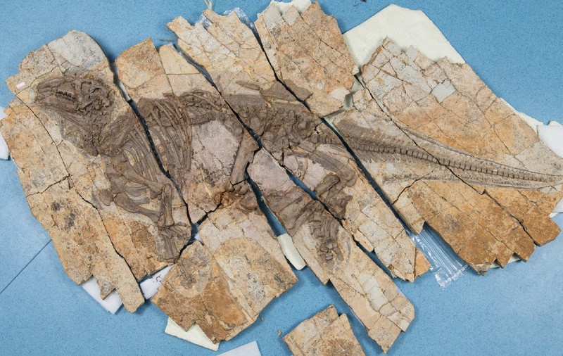 Fosilă spectaculoasă descoperită în China: un dinozaur cu spini de 125 de milioane de ani