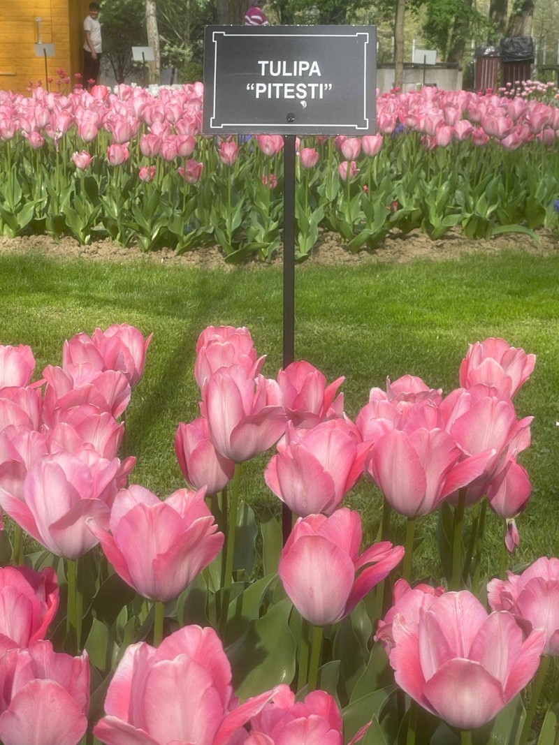Tulipa Pitești, specia unicat de lalea în lume. Foto: Primaria Pitești
