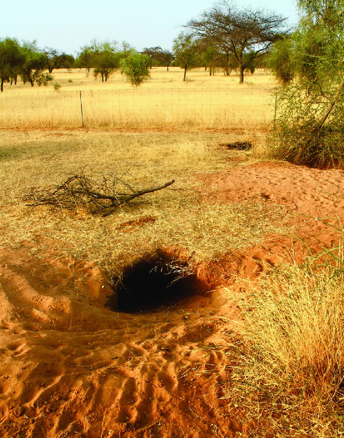 O vizuină a speciei Centrochelys sulcata, ocupată în mod activ, în Senegal. Fotografie de Tomas Diagne Foto: Studiu CONSERVATION BIOLOGY OF FRESHWATER TURTLES AND TORTOISE