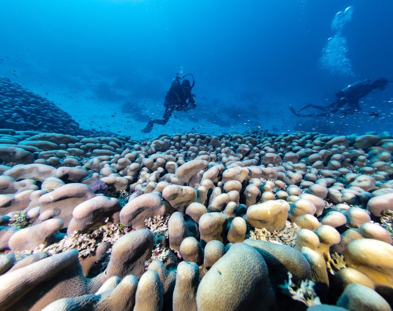 Cel mai mare coral înregistrat vreodată a fost descoperit în Oceanul Pacific