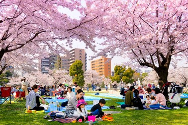 Japonia are o cultura pentru cires