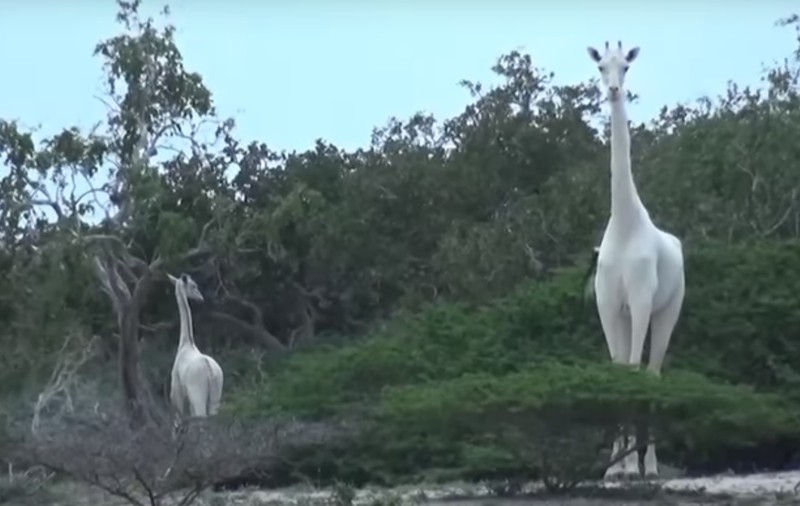 Apariție extrem de rară | Două girafe albe au fost filmate în Kenya