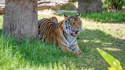 Bengal Tiger (Panthera tigris tigris)