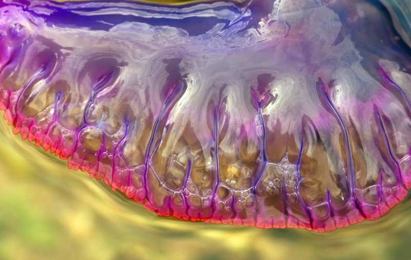 Creaturi veninoase cu tentacule de 30 de metri invadează plajele din Europa. Peste 1.000 de cazuri în doar două săptămâni