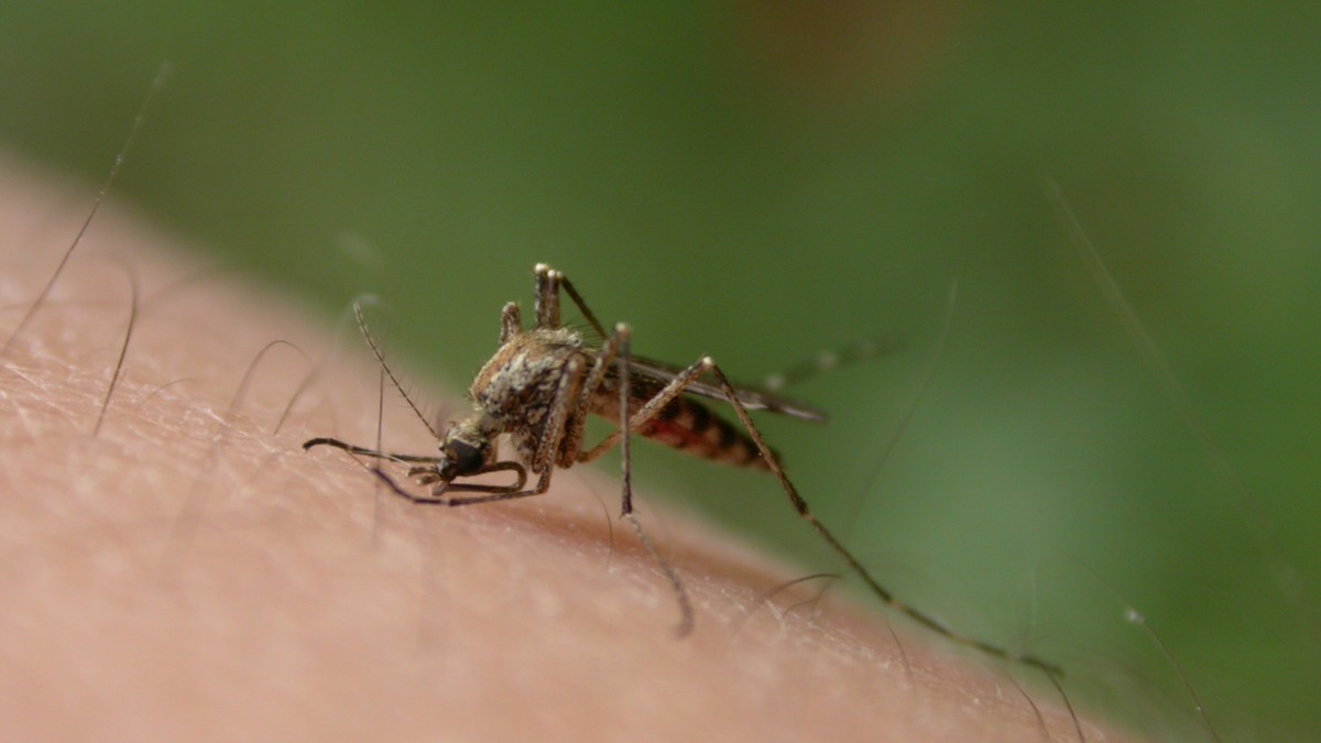 Arhiva foto