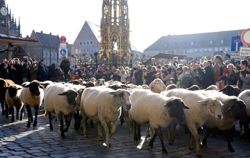 600 de oi au traversat orașul Nürnberg în călătoria de 10 kilometri spre pășunile de iarnă