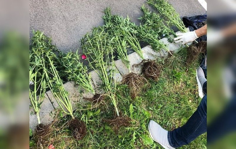 Traficant de droguri, prins polițiștii din Bistrița. Câte kilograme de stupefiante avea în mașină
