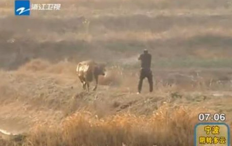 A împuşcat un TAUR de şapte ori şi ANIMALUL continua să îl atace! | VIDEO INCREDIBIL