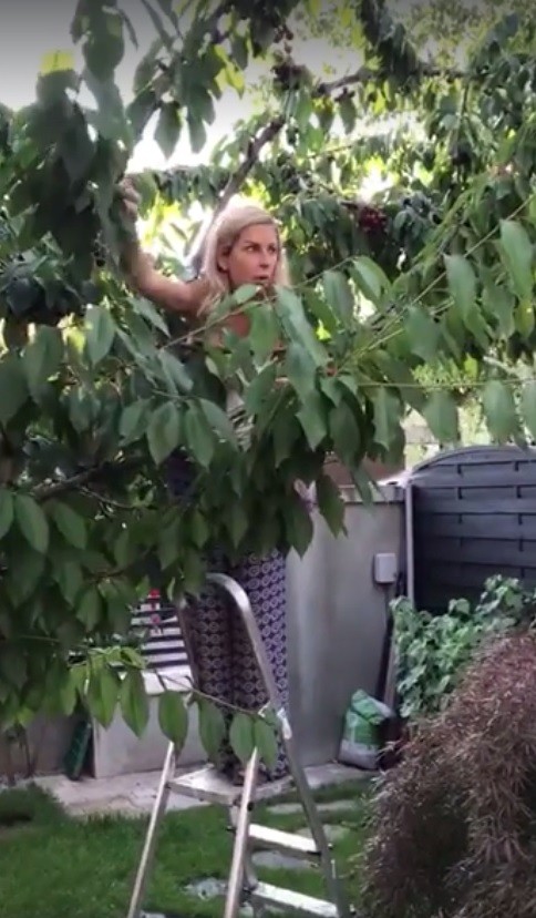 Andreea Bănică, la cules de cireșe. Soțul ei a filmat-o și a făcut totul public