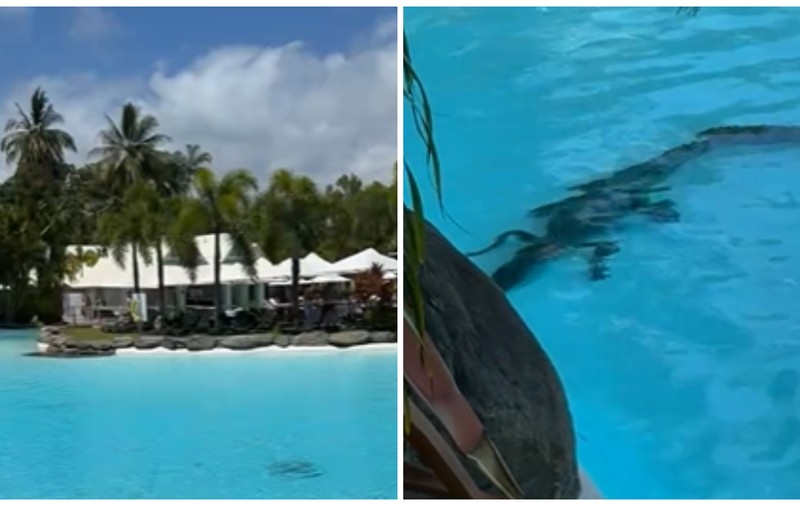 Crocodil surprins în piscina unui hotel de cinci stele din Australia | VIDEO