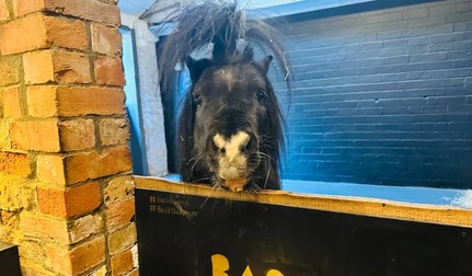 Oaspeții acestui Airbnb dorm într-un hambar cu poneiul Basil. Locul a devenit viral și este rezervat cu un an înainte. Foto: Airbnb
