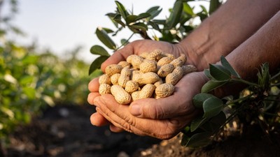 arahide-ingrijire-beneficii-plantare