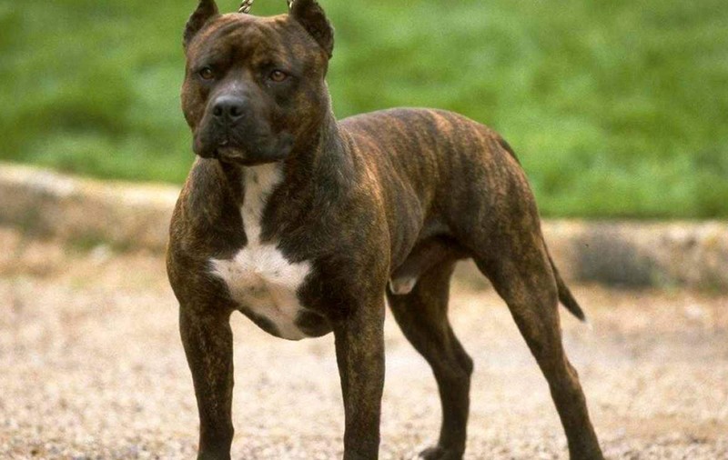 Mai mulți tineri au fost atacați de un câine agresiv. Stăpânul animalului era beat